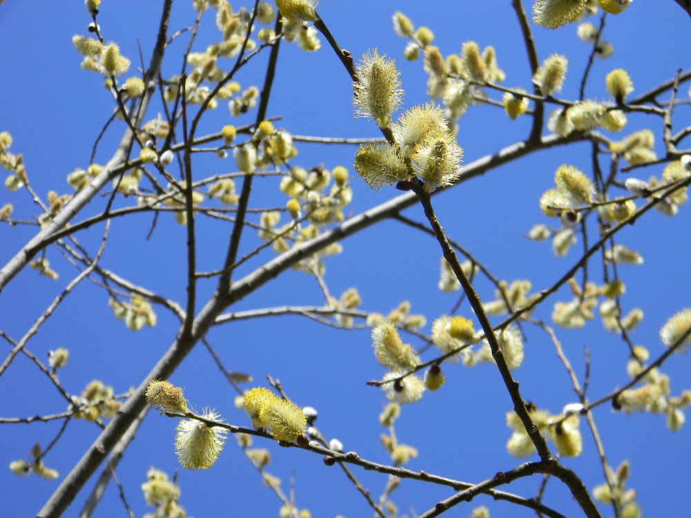 Salix caprea / Salice delle capre